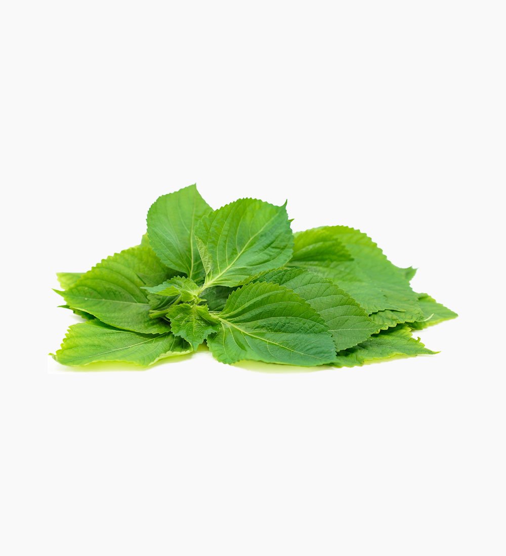 Shiso Leaves